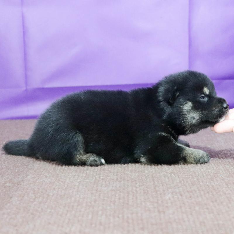 販売中の愛知県の柴犬-403935の3枚目